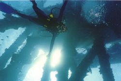 Salt Pier, Bonaire 12-03. Nikonos V, 20mm lens, Ikelite s... by Matthew Shanley 